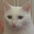 ПивчеГ